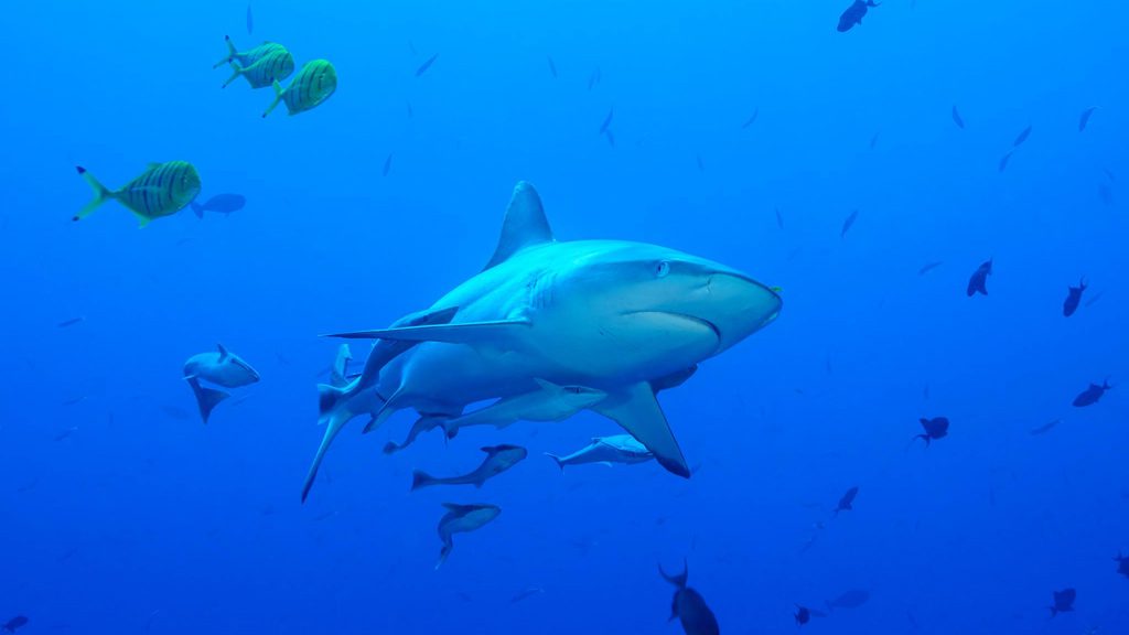 14 carpe diem cruises carpe vita south male atoll and ari atoll maldives underwater shark