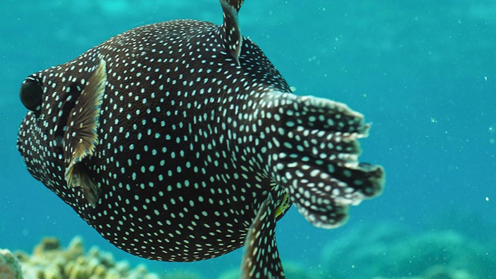 Filitheyo Island Resort with Werner Lau Diving, Filitheyo Island, Faafu Atoll, Maldives