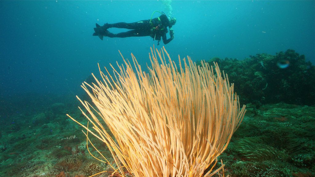 15 indo aggressor liveaboard indonesia underwater forgotten islands