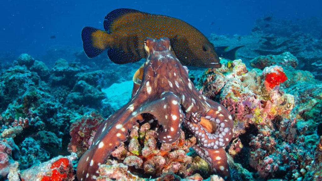 16 carpe diem cruises carpe vita south male atoll and ari atoll maldives underwater octopus