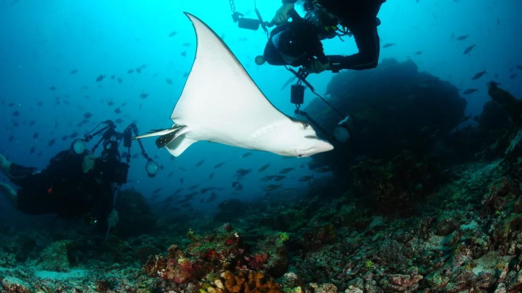 Carpe Diem Liveaboard, South Male Atoll and Ari Atoll, Maldives