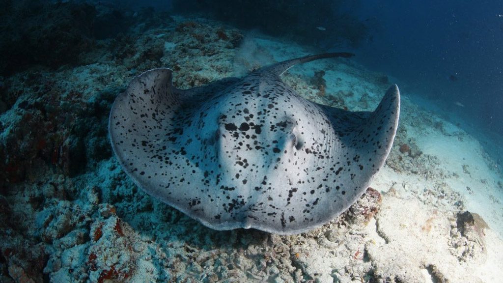 Carpe Diem Cruises, Carpe Vita Liveaboard, South Male Atoll and Ari Atoll, Maldives