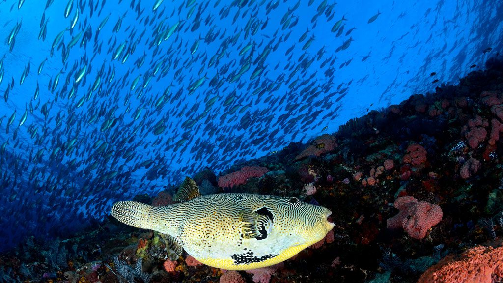 Indo Aggressor, Liveaboard, Indonesia, Forgotten Islands and Komodo