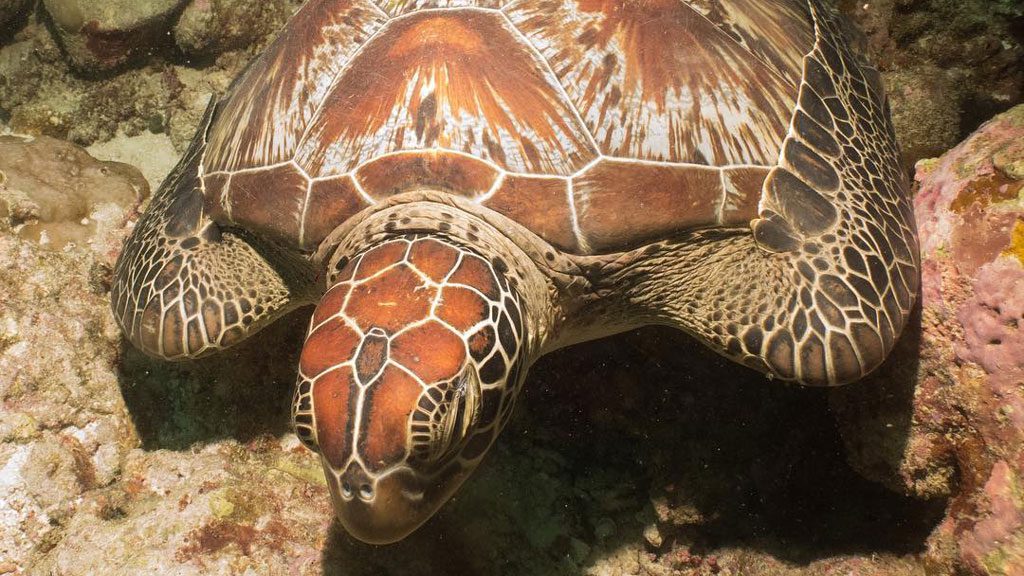 Oceanholic Divers, Dhigurah, South Ari Atolls, Maldives