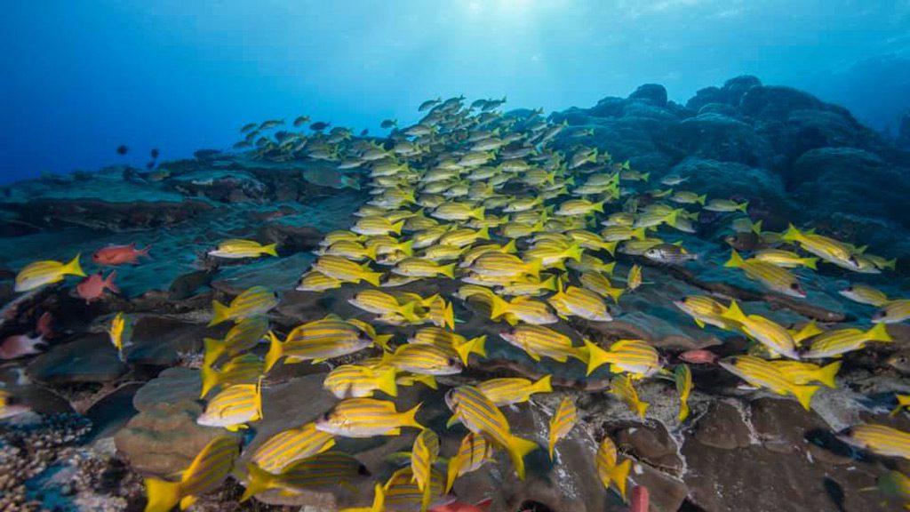 Carpe Diem Liveaboard, South Male Atoll and Ari Atoll, Maldives