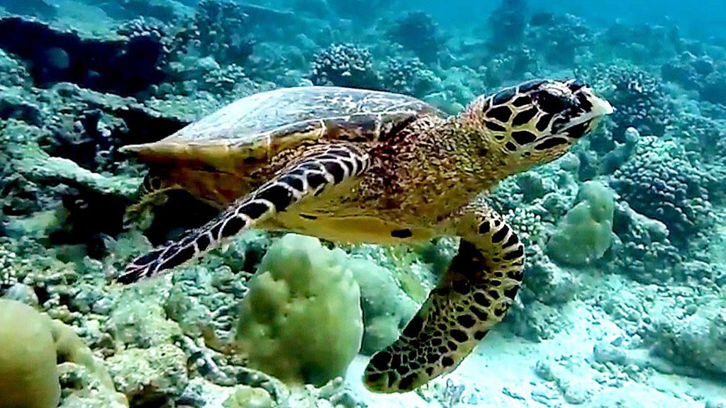 Oceanholic Divers, Dhigurah, South Ari Atolls, Maldives