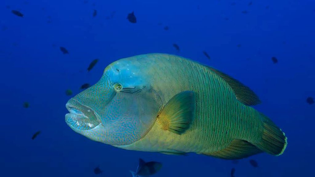 Carpe Diem Liveaboard, South Male Atoll and Ari Atoll, Maldives