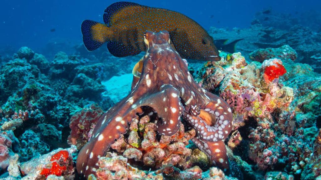 Carpe Diem Liveaboard, South Male Atoll and Ari Atoll, Maldives