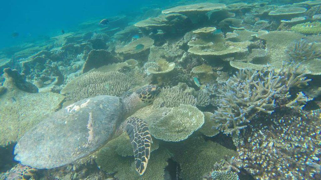 Fulidhoo Dive with Thundi Guest House, Fulidhoo Island, Vaavu Atoll, Maldives