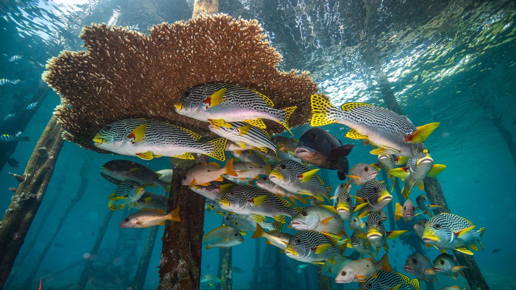 La Galigo Liveaboard, Raja Ampat and Komodo, Indonesia