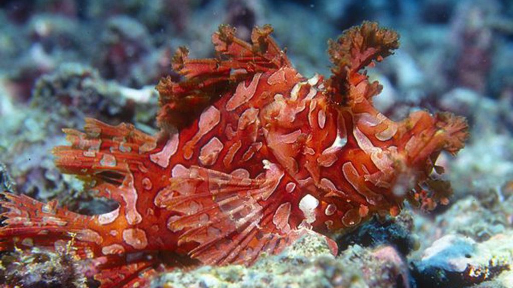 Nuigini Dive Adventures at Madang Resort and Kalibobo Village Papua New Guinea