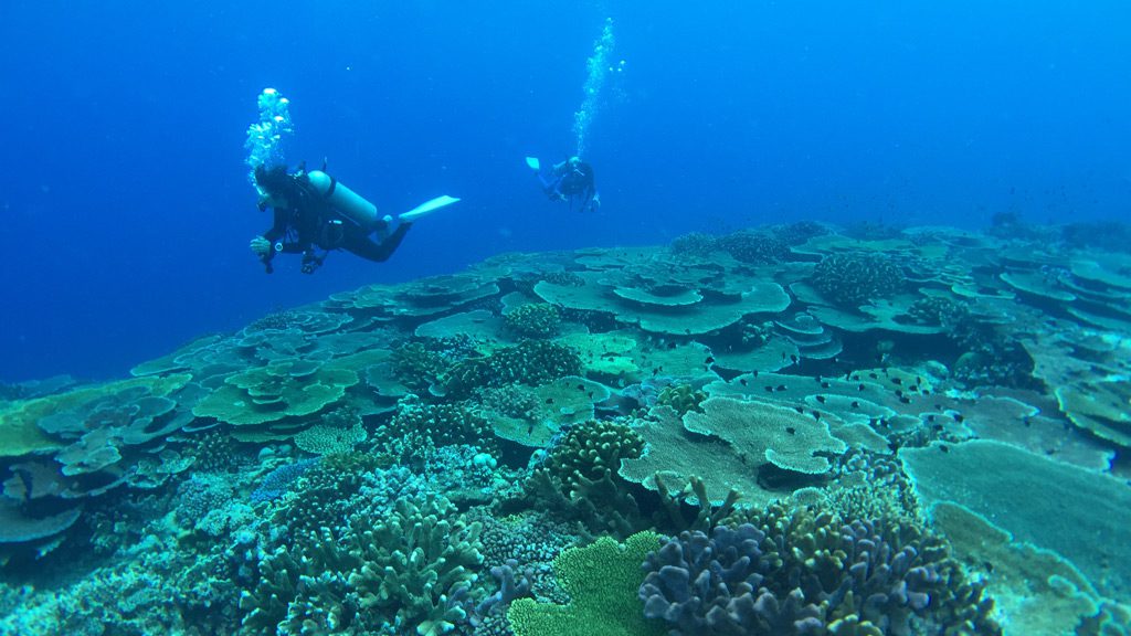 Nuigini Dive Adventures at Madang Resort and Kalibobo Village Papua New Guinea