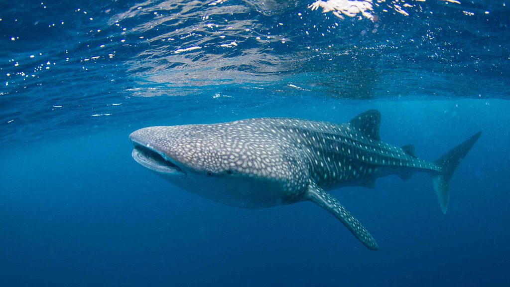 Scubaspa Liveboard, Central Atolls, Southern Atolls, Hannifaru Bay, Maldives