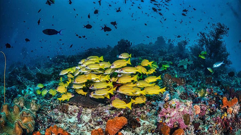 Scubaspa Zen Liveboard, Komodo, Raja Ampat, Ambon, Sorong, Indonesia