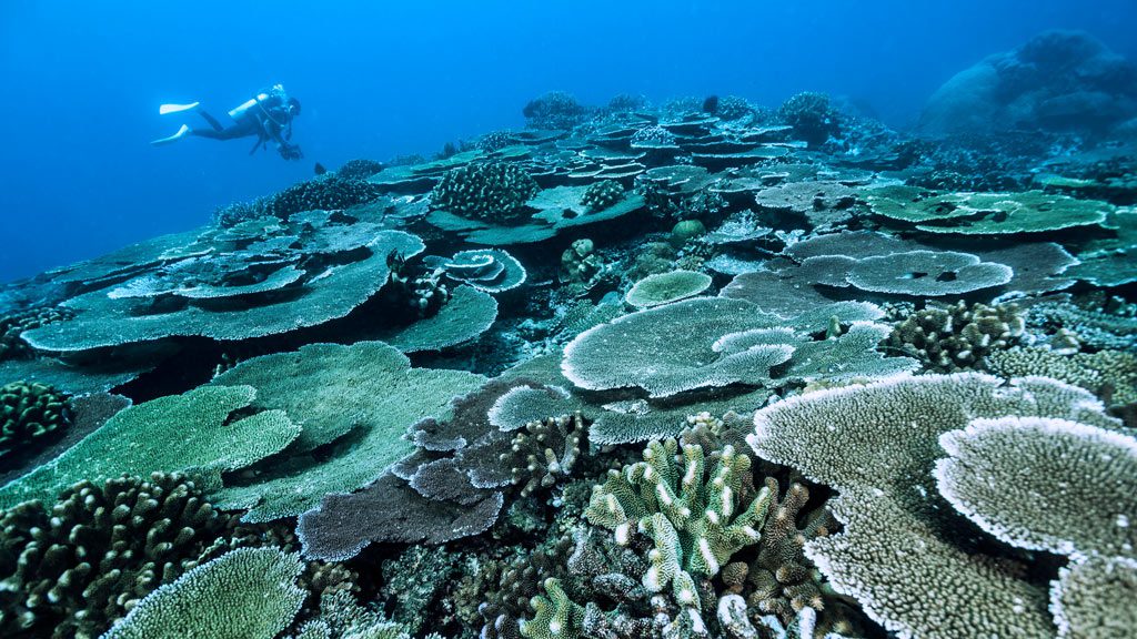 Nuigini Dive Adventures at Madang Resort and Kalibobo Village Papua New Guinea