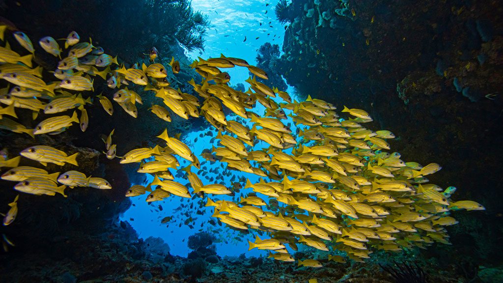 Scubaspa Liveboard, Central Atolls, Southern Atolls, Hannifaru Bay, Maldives