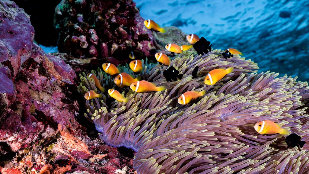 Scubaspa Liveboard, Central Atolls, Southern Atolls, Hannifaru Bay, Maldives