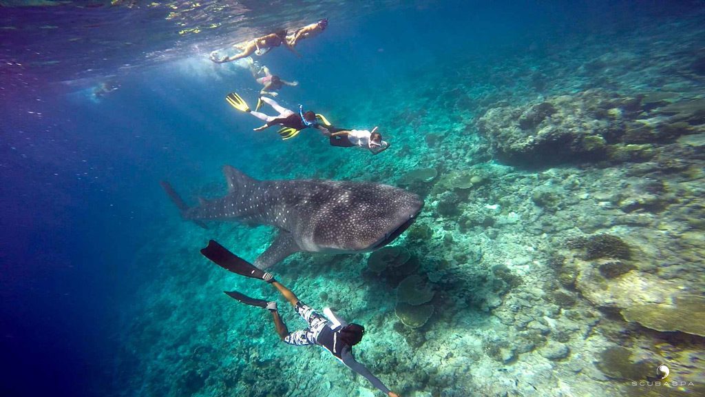 Scubaspa Liveboard, Central Atolls, Southern Atolls, Hannifaru Bay, Maldives