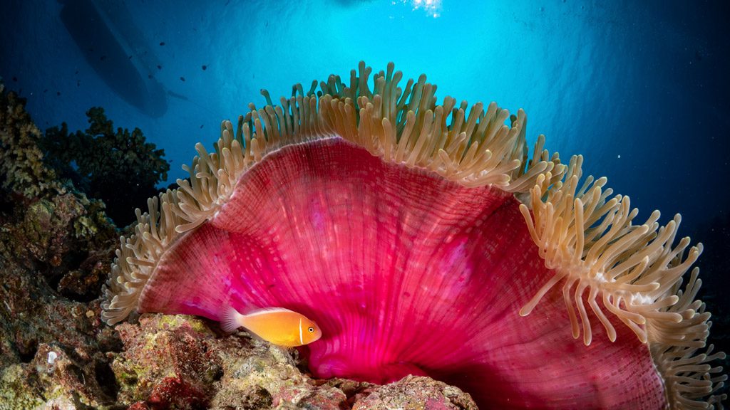 Ocean Hunter III Liveaboard, Palau