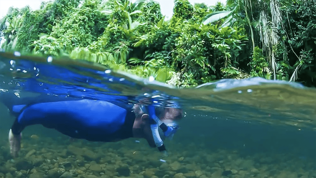 Dema special: divers den rainforest to reef minke whale trips