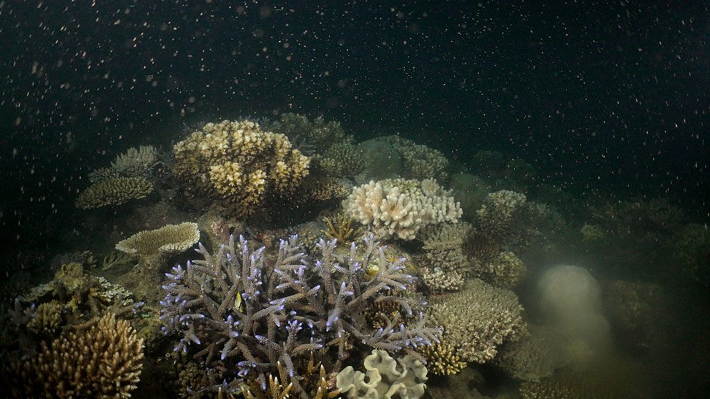 Great barrier reef’s 1st coral nursery spawns for the 1st time