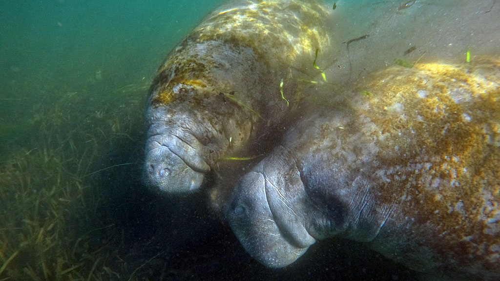 Florida crystal river manatee snorkel gopr0005