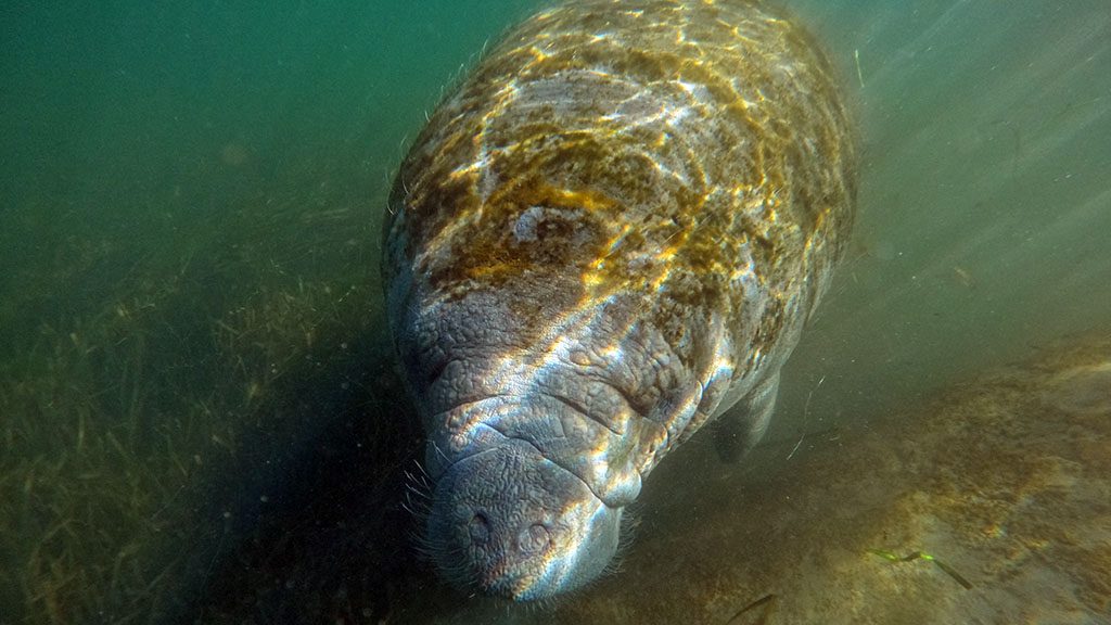 Florida crystal river manatee snorkel gopr0007