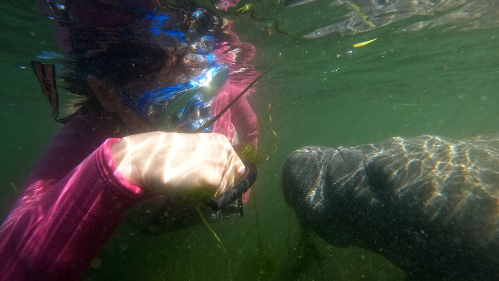Florida crystal river manatee snorkel gopr0036