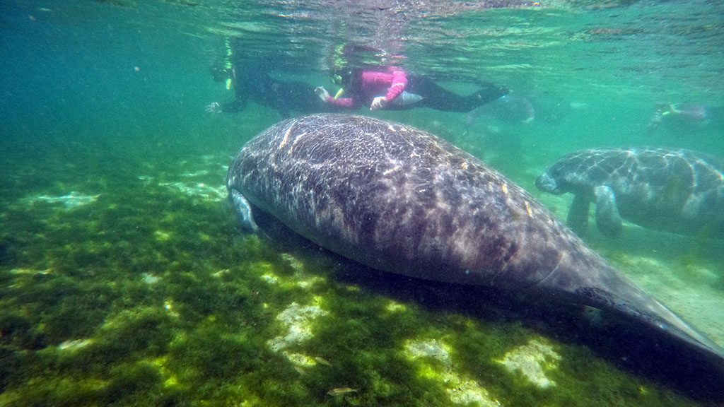 Florida crystal river manatee snorkel gopr0113