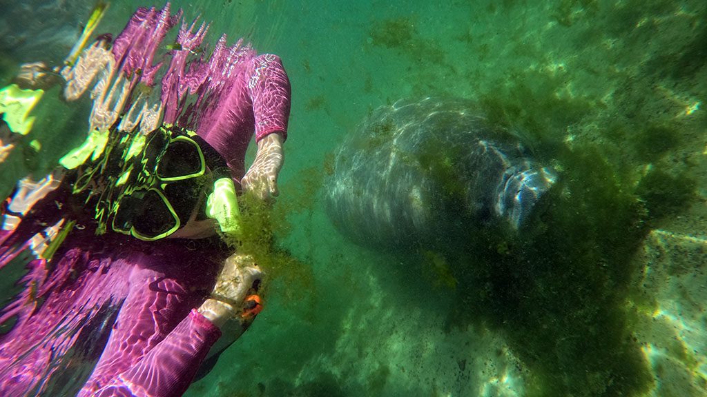 Florida crystal river manatee snorkel gopr0119