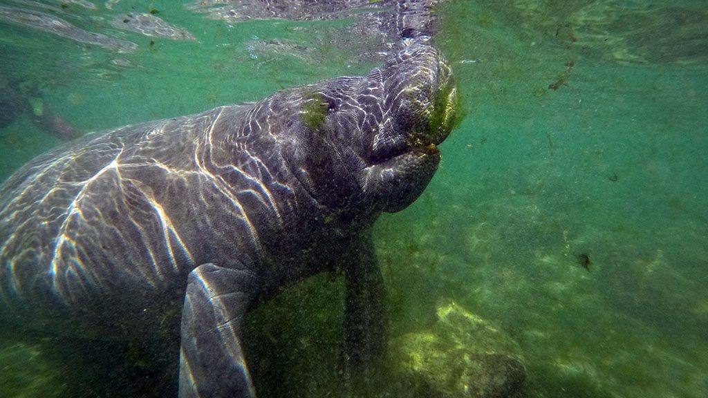 Florida crystal river manatee snorkel gopr0172