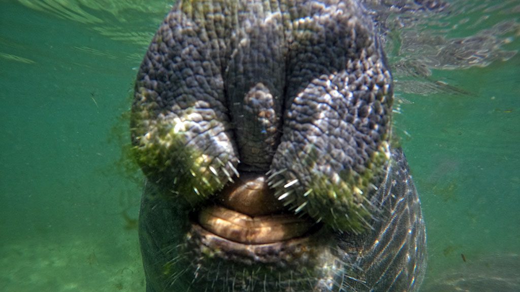 Manatee Smooches in Florida's Crystal River