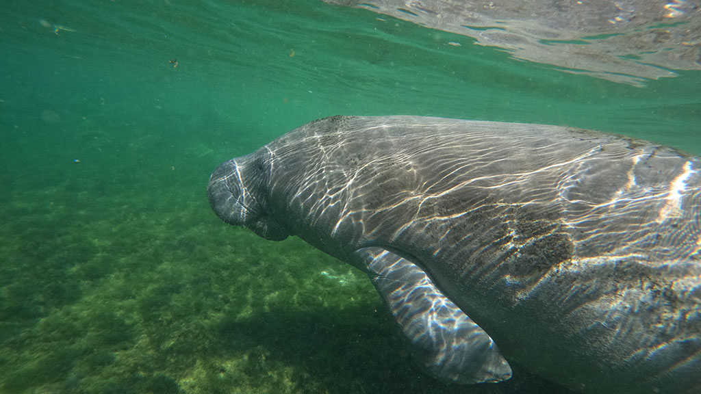 Florida crystal river manatee snorkel gopr0180
