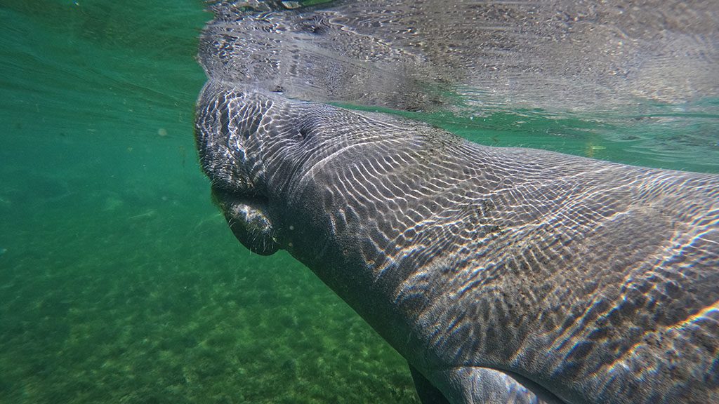 Florida crystal river manatee snorkel gopr0182