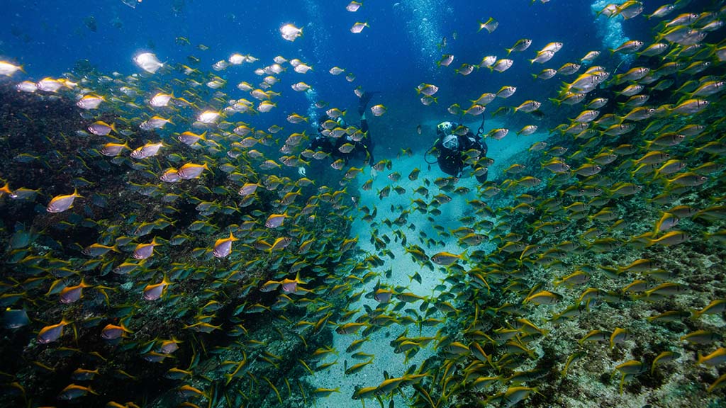 Wonder reef cook island school of pomfrets