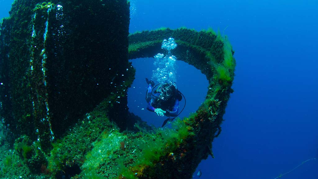 Wonder reef top of flute and diver