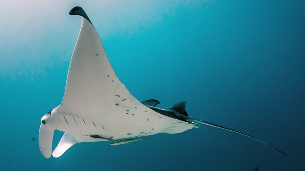 1 fish n fins palau micronesia underwater ray