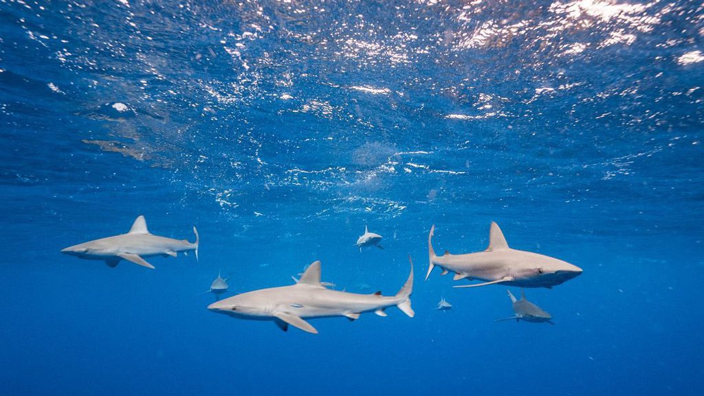 15 dive lord howe lord howe island australia underwater sharks