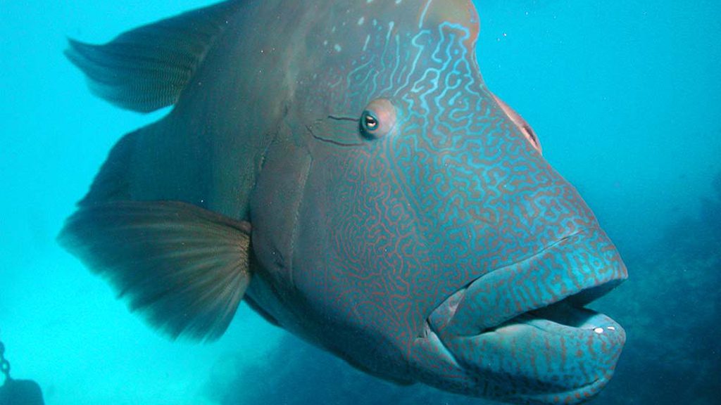 15 niugini dive tours at rapopo plantation resort papua new guinea fish