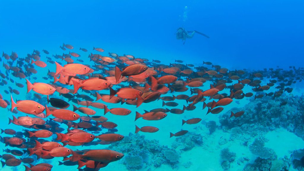 Neco Marine Dive Centre Palau, Micronesia