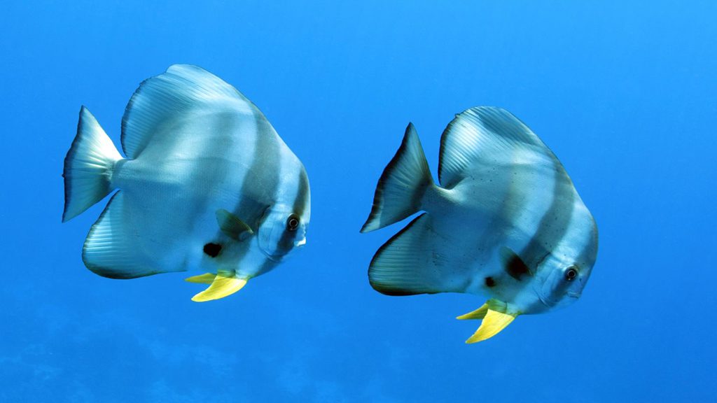 Neco Marine Dive Centre Palau, Micronesia