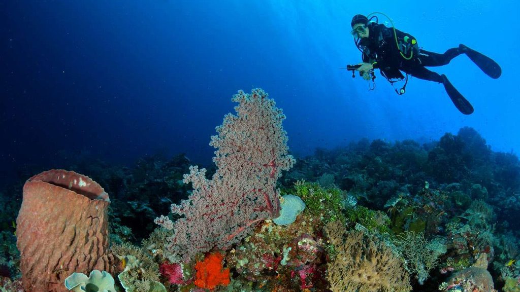 MSY Seahorse, Komodo, Raja Ampat, Halmahera, Forgotten Islands, Indonesia