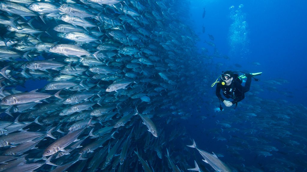 Galaxy Diver Liveaboard, Galapagos Islands