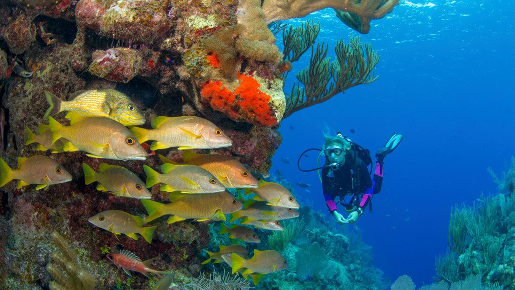 Galaxy Diver Liveaboard, Galapagos Islands