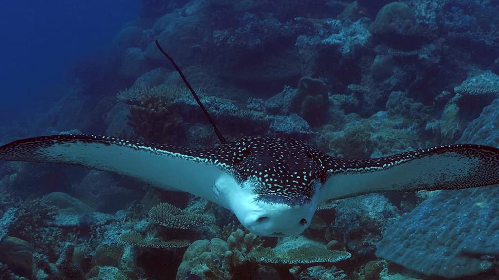 Neco Marine Dive Centre Palau, Micronesia