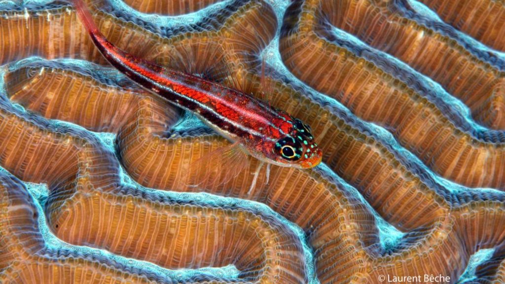 MSY Seahorse, Komodo, Raja Ampat, Halmahera, Forgotten Islands, Indonesia