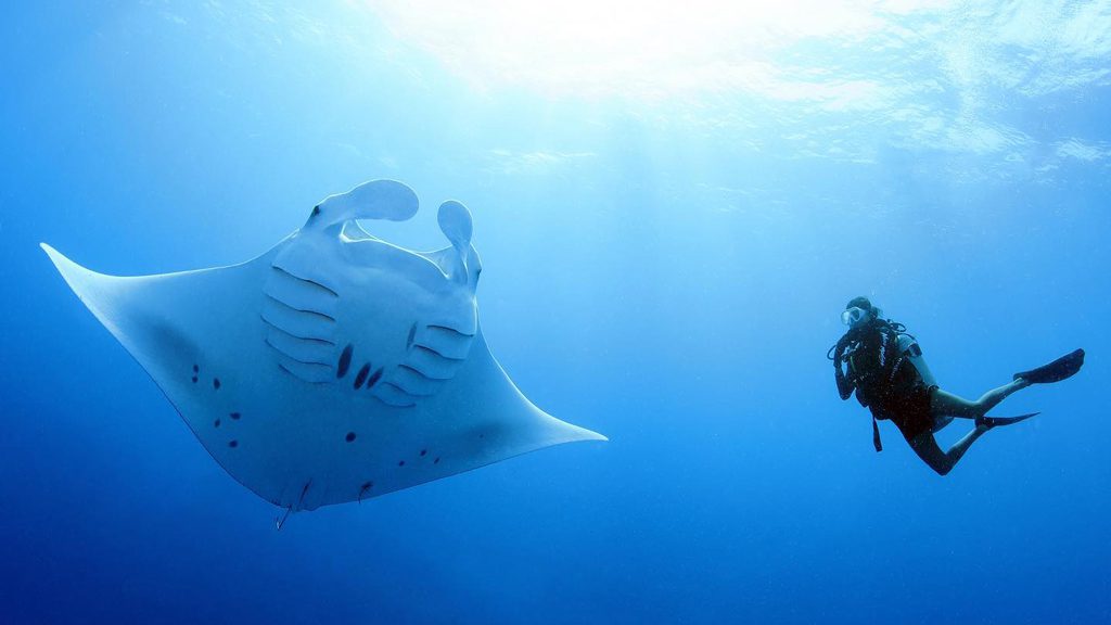 25 neco marine palau micronesia ray and diver
