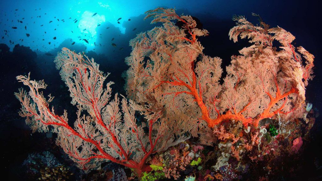26 msy seahorse komodo raja ampat banda sea halmahera forgotten islands indonesia underwater marine life