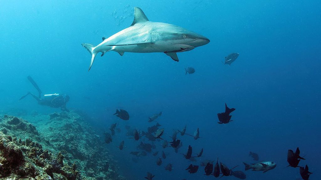 Neco Marine Dive Centre Palau, Micronesia