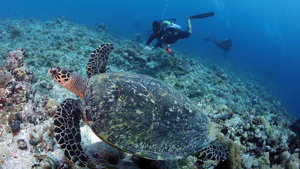 Neco Marine Dive Centre Palau, Micronesia